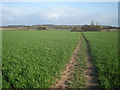 Footpath across a sown field in B95 6BF