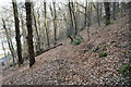 Footpath in woodland on Geraint Hill in LL20 8AZ