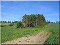 Hill Clumps in Honington