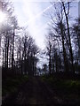 Track through Bella Wood in S63 9HX