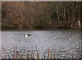 Swan in Thursley NNR in GU8 6NB