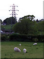 Grazing sheep and a pylon in LL62 5RD