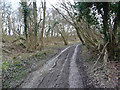 Track through the wood in GU34 3BU