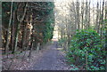 Footpath through Hilly Wood in TN17 2HS