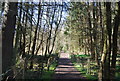 Footpath in Hilly Wood in TN17 2HS