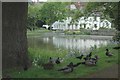Ducks and Jackdaws feeding together at Midhurst pond. in GU29 9TT