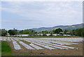 Field of Maize in Llanfair Dyffryn Clwyd Community