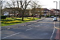 Daffodils on Greenside Lane in M43 7RW