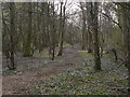 Track through the woods in DE55 4ES