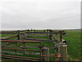 Stock pens SW of Birkland Lane in NE16 5EQ