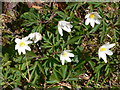 Wood Anemones (Anemone nemorosa) in LL16 5PN