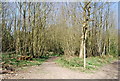 High Weald Landscape Trail, Angley Wood in TN17 2PG