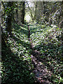 Footpath through wild garlic in HR9 7SP