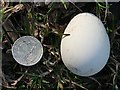 An Egg on the Path in AB33 8RD