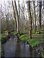 Stream in Gully Copse, Mattingley in RG27 8LA