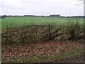 Hedgelaying Sandringham Estate in PE31 6BS