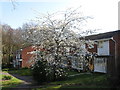 Prunus avium 'Plena', off Oakwood Drive in SO16 8HT