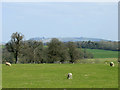 2010 : View east from a footpath in Bowood Park in SN11 9PG