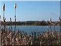 Cattails by Treeton Dyke in S60 5FZ