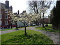 Early Spring blossom in Castle Gardens, Ludlow in SY8 1EE