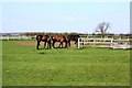 Horses grazing on footpath at Newton Bewley in TS23 3TT