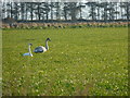 Mute swans foraging near Shandwick in IV19 1QJ