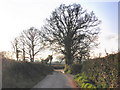 Tree-lined lane, near Gribbles in EX15 2NH