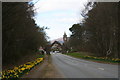 Daffodil Approach to Edzell in Edzell