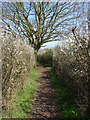 Footpath, Sunningdale in SL5 0JN