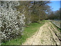 Bridleway near Baldhorns Park in RH12 4QY