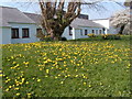 Spring dandelions in old Hall Gardens in CF71 7EG