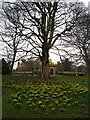 Daffodils in the valley gardens in HG1 2SL