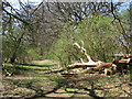 Remains of a felled tree beside the Nar Valley Way in PE32 1UG