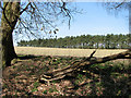 Strip woodland north of the Nar Valley Way in PE32 1UG