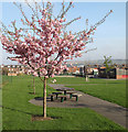 Blossom at Tinsley Green in S9 1WF