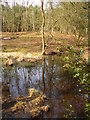 Pond on Buss's Common in GU8 4DW