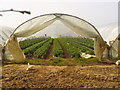 Polytunnel at Tuesley Farm in GU7 1UH