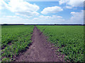 Field of Peas in DN20 9PJ