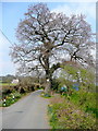 Oak tree by Twyn Road in CF82 7EW