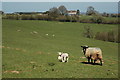 Sheep near Hollingwood Farm in HR2 0AB