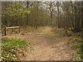 Footpath and track junction in Shearnfold Wood in TN17 2SB