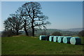 Trees and silage bales in HR2 0JH