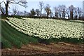 Field of Narcissi in TR12 6EW