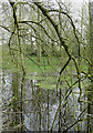 Pool with trees near Enville, Staffordshire in DY7 5JS