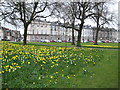 Daffodils on the North Inch in PH1 5RW
