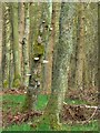 Bracket fungi in KY16 0BQ
