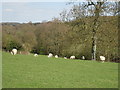 Field of Sheep at Hethe Place Farm in TN8 7DZ