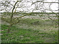 Scrubby fenland near White Hall in PE14 0RS