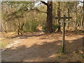 Footpath junction in Ketley Wood in TN5 7NJ