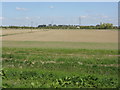 Fenland fields by Redmoor Lane in PE13 2RB
